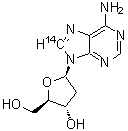 CAS 登录号：7074-96-6， 2'-脱氧(8-<sup>14</sup>C)腺苷