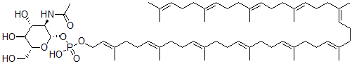 CAS 登录号：72165-46-9， [(2S,3R,4R,5S,6R)-3-乙酰氨基-4,5-二羟基-6-(羟基甲基)四氢吡喃-2-基][(2E,6E,10E,14E,18E,22E,26E,30E,34E,38E)-3,7,11,15,19,23,27,31,35,39,43-十一甲基四十四碳-2,6,10,14,18,22,26,30,34,38,42-十一碳烯基]氢磷酸酯